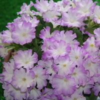 Primula  'Pink Ice'